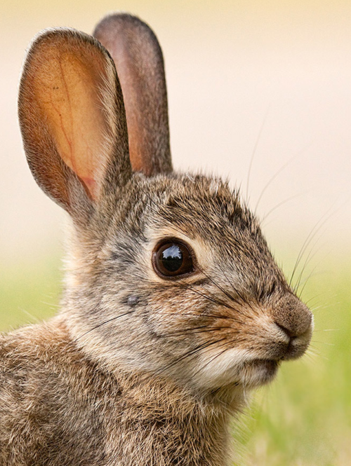 end0skeletal: Rabbit by kootenayphotos tumblr o30sk26YUw1rcreq5o1 500 1