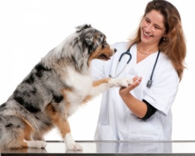 I medici veterinari_f6425554547d2523211b7d035744ef72