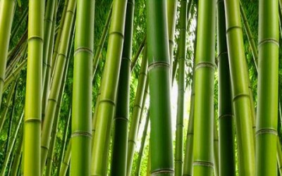 Fibra di bambù: proprietà e benefici bamboo