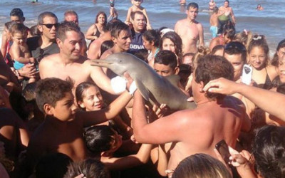 Un delfino e uno squalo morti per la smania di popolarità, che genera mostri di egoismo delfino selfie e1456483418407 400x250 1