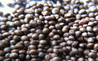 Olio di Perilla proprietà e benefici per la salute semi di perilla 400x250 1