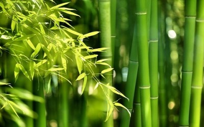 Come coltivare bambù in giardino shutterstock 145038127 400x250 1