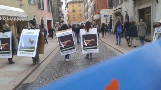 Manifestazione a Trento in difesa degli agnelli a Pasqua 24-25-26 Marzo trento manifestazione pasqua difesa agnelli 15 1024x576