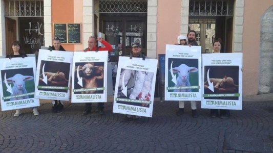 Manifestazione a Trento in difesa degli agnelli a Pasqua 24-25-26 Marzo trento manifestazione pasqua difesa agnelli 5 1024x576