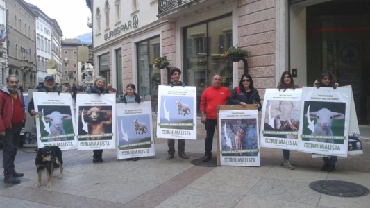Manifestazione a Trento in difesa degli agnelli a Pasqua 24-25-26 Marzo trento manifestazione pasqua difesa agnelli 7 1024x576