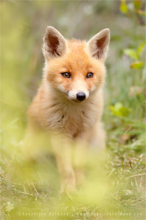 cuiledhwenofthegreenforest: Fox behind the Ferns by thrumyeye tumblr nyfn4bxl5s1ukxc8mo1 500 1