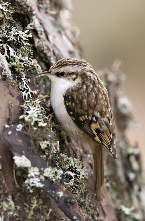 faerieforests: Treecreeper looking for food in Caledonian Pine... 23