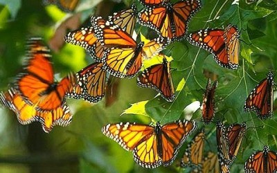 La farfalla monarca e le sue incredibili migrazioni monarca4 e1449740355564 400x250 1