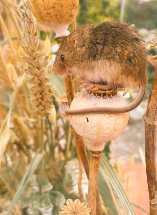 pagewoman: Harvest Mouse ? via Ellie Harrison tumblr ntw4pagYmH1ro4v2no1 500