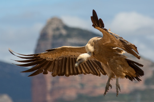 birds-of-prey-daily: Griffon Vulture tumblr o461wfs86Y1rocevmo1 500 1