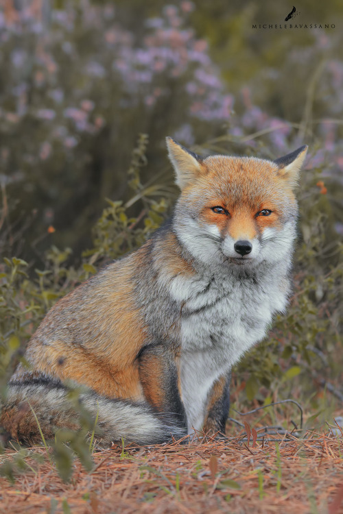 beautiful-wildlife: Foxiness by Michele Bavassano tumblr o56gnntshZ1rhe8jbo1 500 1