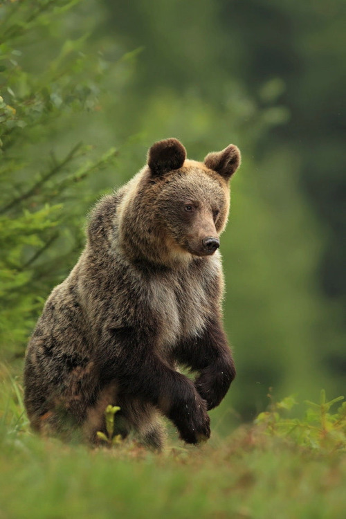 faerieforests: Brown bear by jaroslavciganik77 tumblr o62zmtrdZs1sm0da6o1 500 1