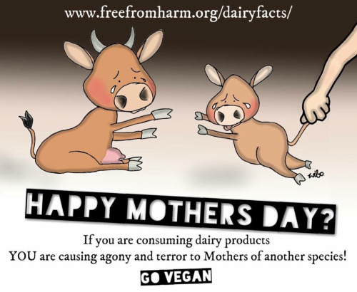 www.freefromharm.org/dairyfacts/ 4