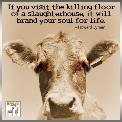If you visit the killing floor of a slaughterhouse, it will... 13