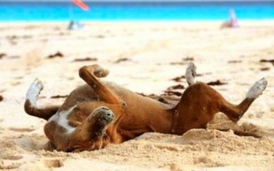 Cani in spiaggia: diritti e doveri degli animali e dei loro padroni 1