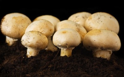 Come coltivare funghi freschi in casa coltivare funghi casa 400x250 1