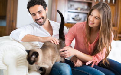 5 cose da sapere per chi vuole adottare un gatto 4
