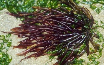 Agar Agar: l’alga amica della salute 2