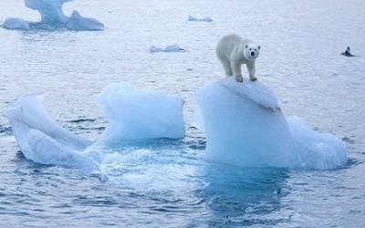 Nasce la prima biblioteca dei ghiacci ghiaccio artico orso bianco 400x250 1