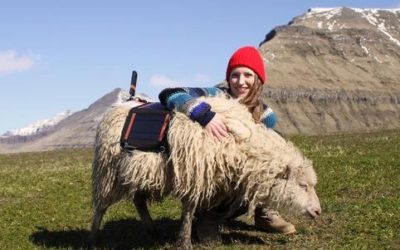 Sheep view, ovvero le isole Far Oer viste dalle pecore SheepView360 FaroeIslands 2 1.jpg.838x0 q80 e1470502864684 400x250 1