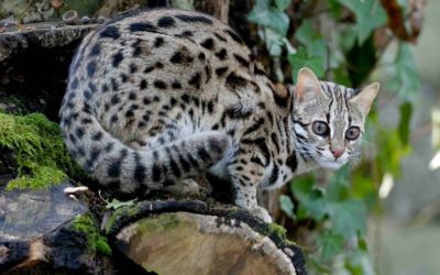 Gatto leopardo: carattere, educazione e aspetto gatto leopardo2 400x250 1