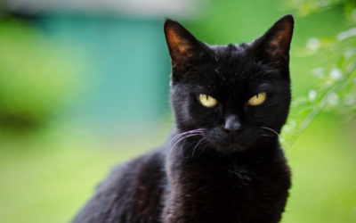 Gatto nero: carattere, storia e razze gatto nero4 400x250 1