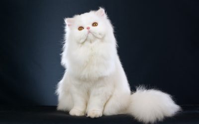 Gatto persiano: carattere, educazione e aspetto gatto persiano19 400x250 1