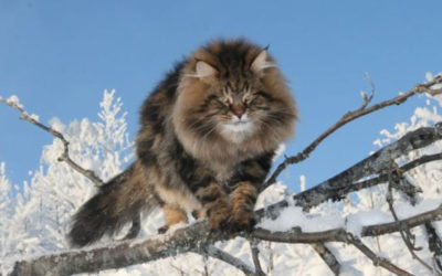 Gatto siberiano: carattere, educazione e aspetto gatto siberiano3 400x250 1