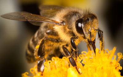 Puntura di vespa: rimedi e cure naturali puntura di vespa1 400x250 1