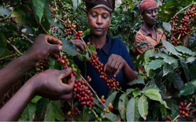 Coi cambiamenti climatici rischiamo di perdere metà delle piantagioni di caffè 5