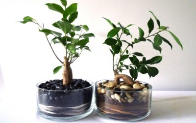 Ficus benjamin e altre varietà: cura di questa pianta tropicale ficus1 400x250 1