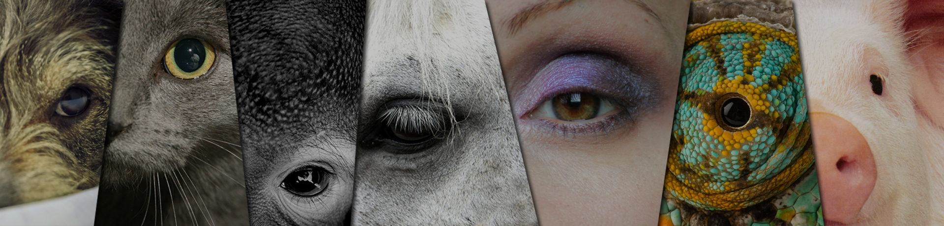 Cosmetici testati su animali: stop dalla Svizzera