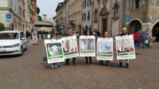 Manifestazione di protesta contro il massacro Pasquale degli agnelli e capretti 15 Aprile 2017 20170415 122338 672x378