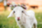 10 reasons vegans dont wear wool