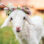 Jett Bowen 10 motivi per cui i vegani non indossano lana 2