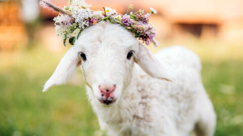 10 motivi per cui i vegani non indossano lana 10 motivi per cui i vegani non indossano lana 2