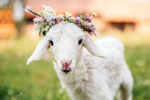 10 motivi per cui i vegani non indossano lana 10 motivi per cui i vegani non indossano lana 2