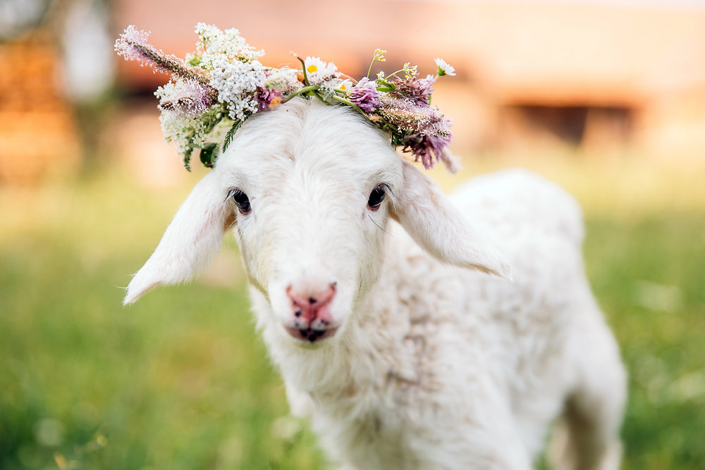 10 motivi per cui i vegani non indossano lana 10 motivi per cui i vegani non indossano lana 2